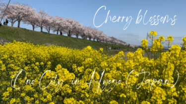 Cherry Blossoms!! おの桜づつみ回廊の動画をアップしました！