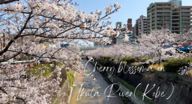 2023年度、生田川の桜を撮影した動画を、アップしてみました！